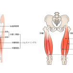 イラスト ハムストリングス 大腿四頭筋