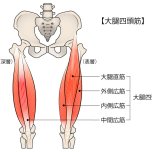 イラスト 大腿四頭筋