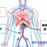 下大静脈