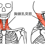 胸鎖乳突筋