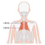 菱形筋