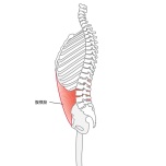 腹横筋