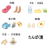 たんぱく質イラスト