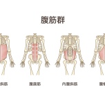 お腹筋肉イラスト