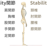 関節　Mobility　Stability
