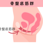 骨盤底筋群