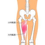 内転筋