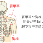 胸椎