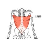 広背筋