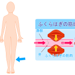 筋ポンプ作用