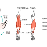 足関節 背屈 底屈