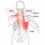 肩の筋肉