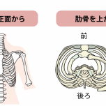 肋骨