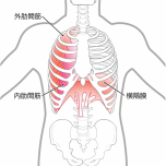 肋間筋