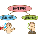 体性感覚