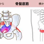 骨盤底筋