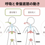 呼吸と骨盤底筋