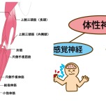腕