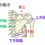 イラストAC 肩甲骨の動き