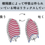 横隔膜の動き