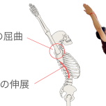 胸椎伸展