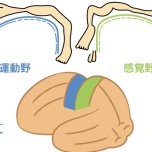 ペンフィールド
