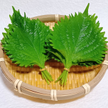 大葉
