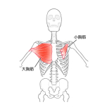 大胸筋・小胸筋