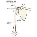 肩甲骨
