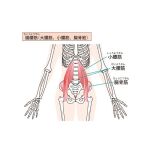 腸腰筋