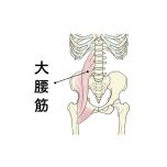 大腰筋