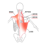 僧帽筋・菱形筋