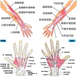 手の内在筋と外在筋