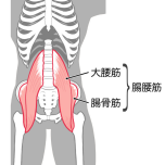 腸腰筋 イラスト