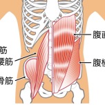 腸腰筋