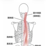 背筋