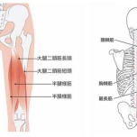 筋肉
