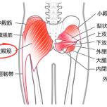 イラスト 大殿筋