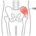 イラスト 中殿筋