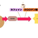 脂肪燃焼