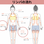 リンパの流れ