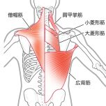 背中