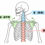 胸椎