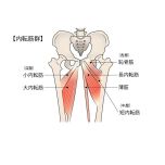 内転筋群